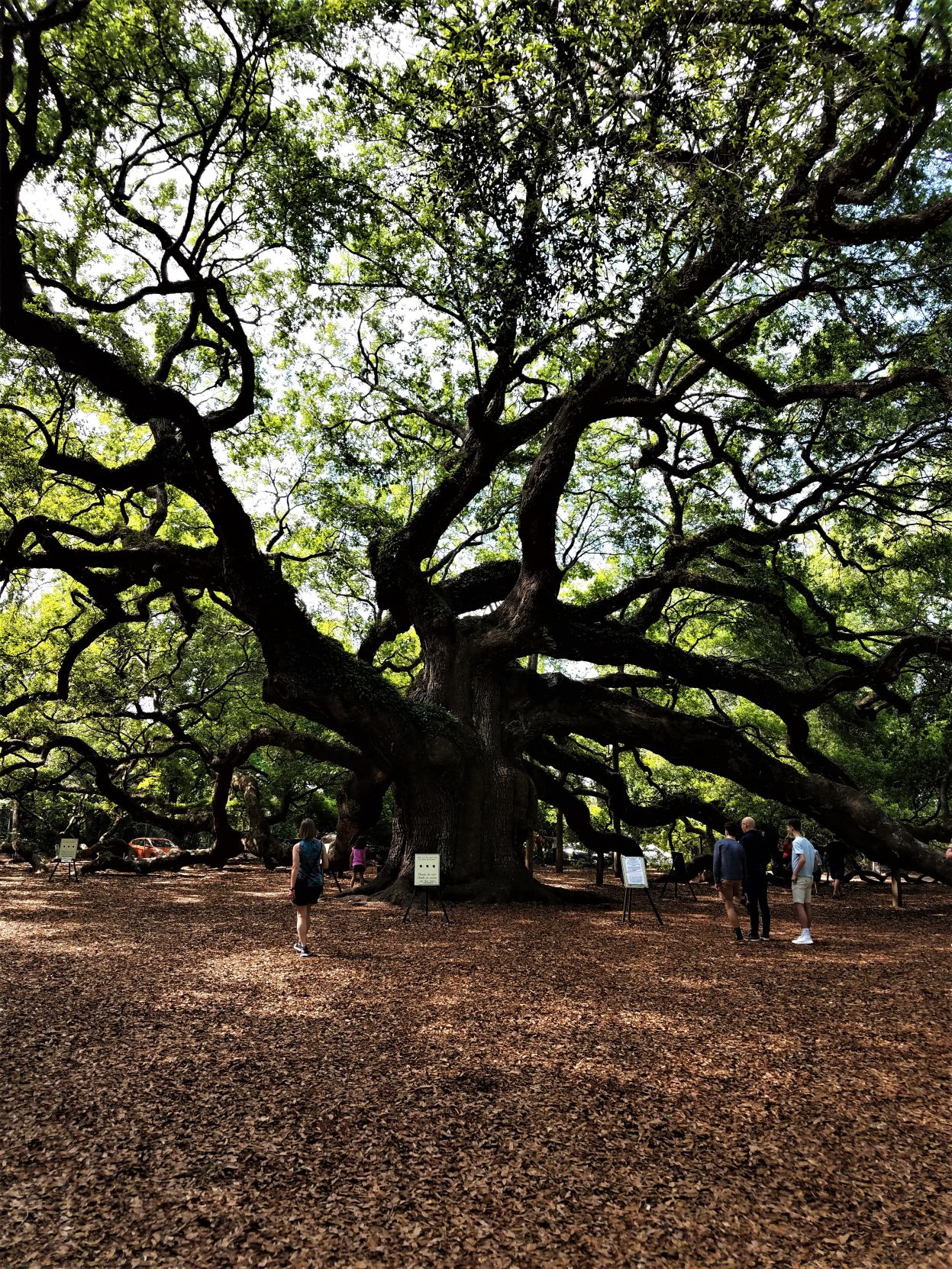 Angel Tree
